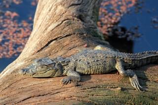 Ranthambore Crocodile