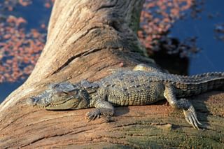 Ranthambore Crocodile