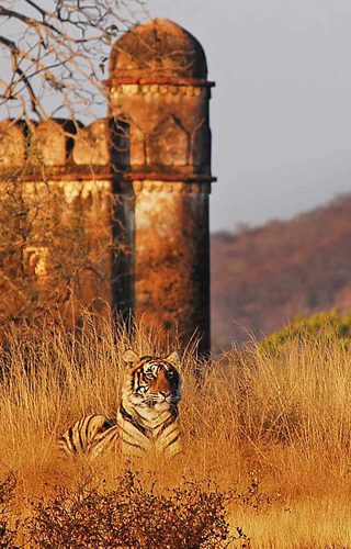 Ranthambore National Park Sher Bagh