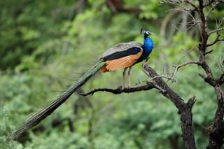 Ranthambore Peacock