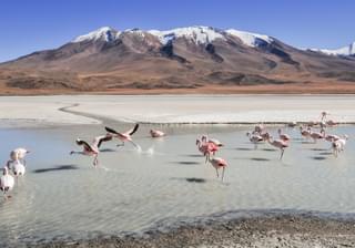 Rare flamingos Andes mountiains Argentina