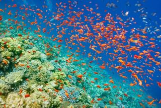 Red Sea at Sharm El Sheikh Egypt Red Sea at Sharm El Sheikh Egypt