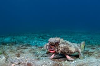 Red lipped batfish Galapagos Islands Ecuador Canva Pro
