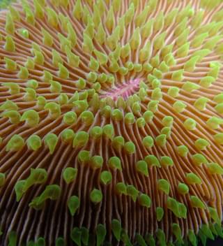 Reef Close Up