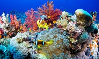Reef Regenerated