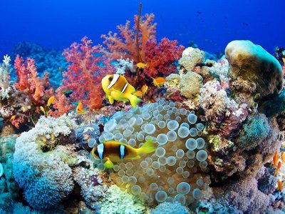 Reef regenerated Reef regenerated