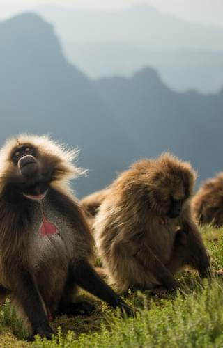 Resized Geladas In The Simien Mountains Near Limalimo