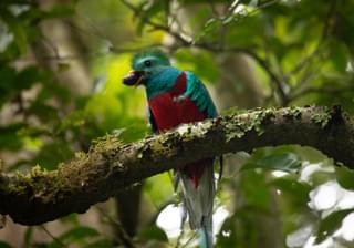 Resplendant Quetzal Costa Rica min