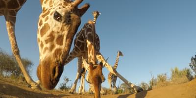Reticulated Giraffe In Samburu Kenya