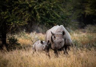 Rhino Kruger National Park South Africa