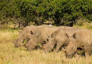 Rhino Ridge Rhino Conservation Rhino Ridge Rhino Conservation