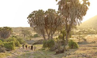Rhino Tracking With Saruni In Sera Conservancy Rhino Tracking With Saruni In Sera Conservancy