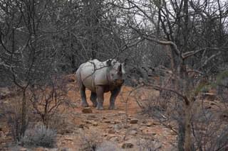 Rhino Tracking Normand Theroux Loseku