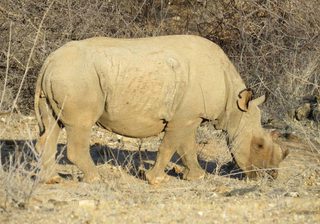 Rhino Grazing