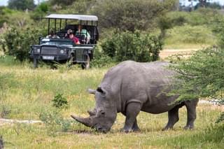Rhino In Botswana