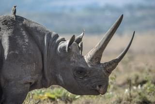 Rhino In Lewa