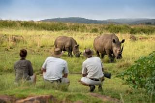 Rhino In Matobo National Park Zimbabwe
