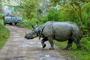 Rhino On Safari In  Kaziranga