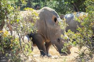 Rhino Tracking  Amalinda  Lodge