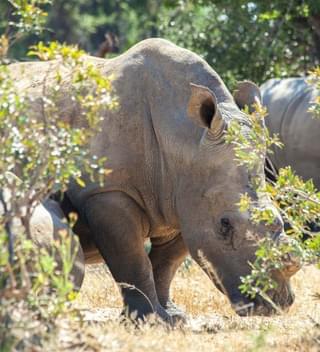 Rhino Tracking  Zimbabwe