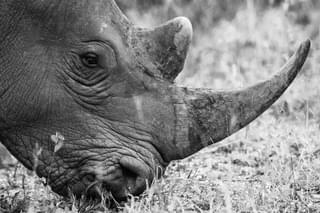 Rhino Wildlife Conservation