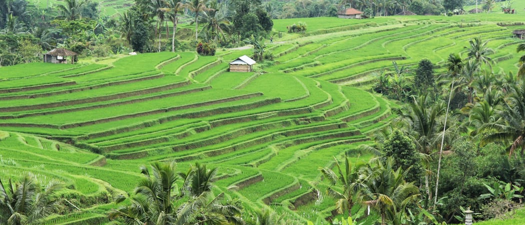 Rice paddy Jatiluwih Bali Indonesia