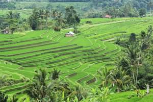 Rice paddy Jatiluwih Bali Indonesia