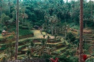 Ricefields Ubud Bali Indonesia min