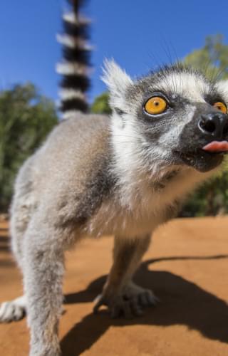 Ring Tailed Lemur In Madagascar
