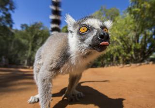 Ring Tailed Lemur In Madagascar