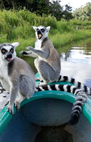 Ring Tailed Lemurs On Lemur Island