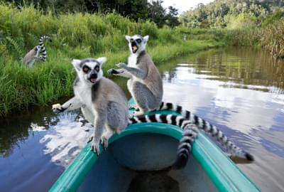 Ring Tailed Lemurs On Lemur Island