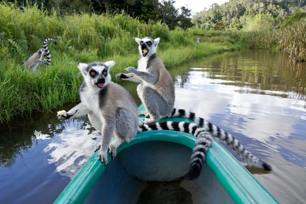 Ring Tailed Lemurs On Lemur Island Ring Tailed Lemurs On Lemur Island