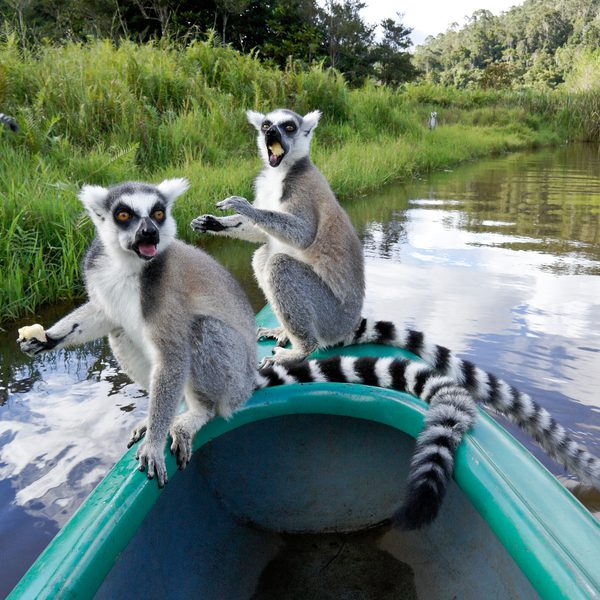 Ring Tailed Lemurs On Lemur Island