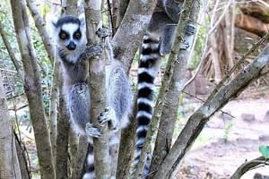 Ringtail  Lemurs  Jean  Louis  Vandevivere
