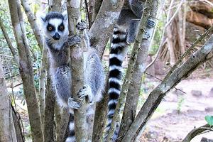 Ringtail  Lemurs  Jean  Louis  Vandevivere