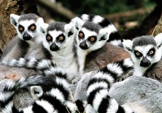 Ringtail Lemur Group Ringtail Lemur Group