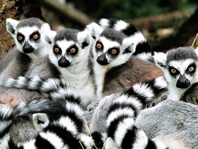 Ringtail Lemur Group Ringtail Lemur Group