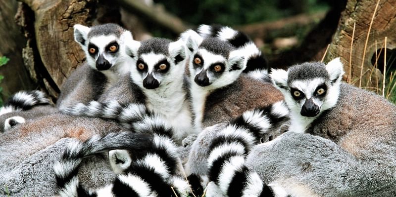 Ringtail Lemur Group Ringtail Lemur Group