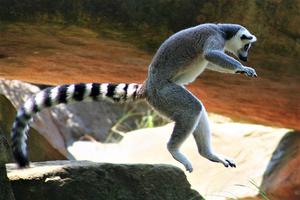 Ringtail Lemur