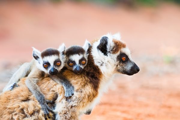 Ringtailed Lemurs In Berenty Reserve Copy Ringtailed Lemurs In Berenty Reserve Copy