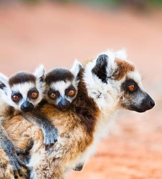 Ringtailed Lemurs In Berenty Reserve