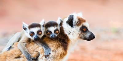 Ringtailed Lemurs In Berenty Reserve