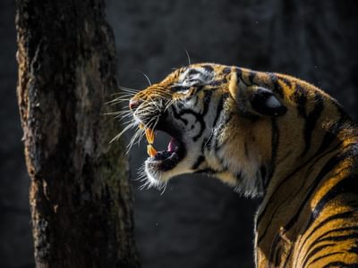 Roaring Tiger in the Wild Canva Pro Roaring Tiger in the Wild Canva Pro