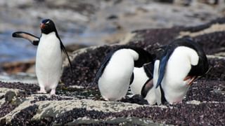 Rockhopper penguins Saunders Island Falkland Islands Canva Pro Rockhopper penguins Saunders Island Falkland Islands Canva Pro