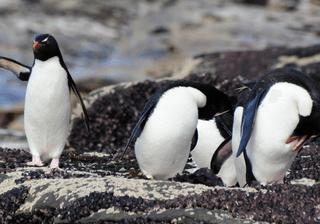 Rockhopper penguins Saunders Island Falkland Islands Canva pro Rockhopper penguins Saunders Island Falkland Islands Canva pro