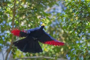 Rosss Turaco Kakamega Forest