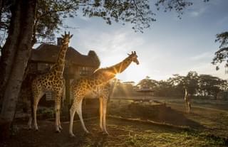 Rothschild Giraffes At Giraffe Manor
