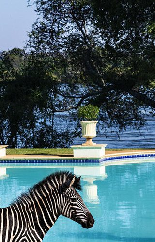 Royal livingston pool Royal livingston pool