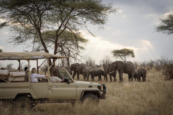 Ruaha Game Drive Ruaha Game Drive
